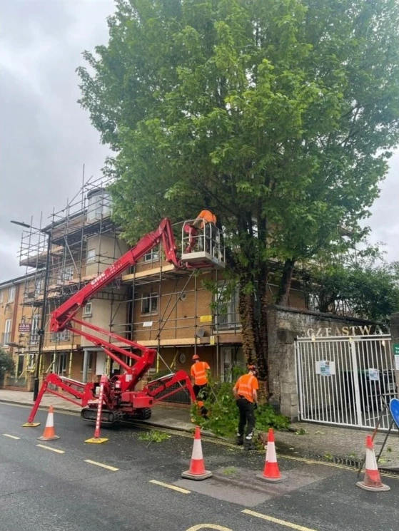 Tree crown lifting